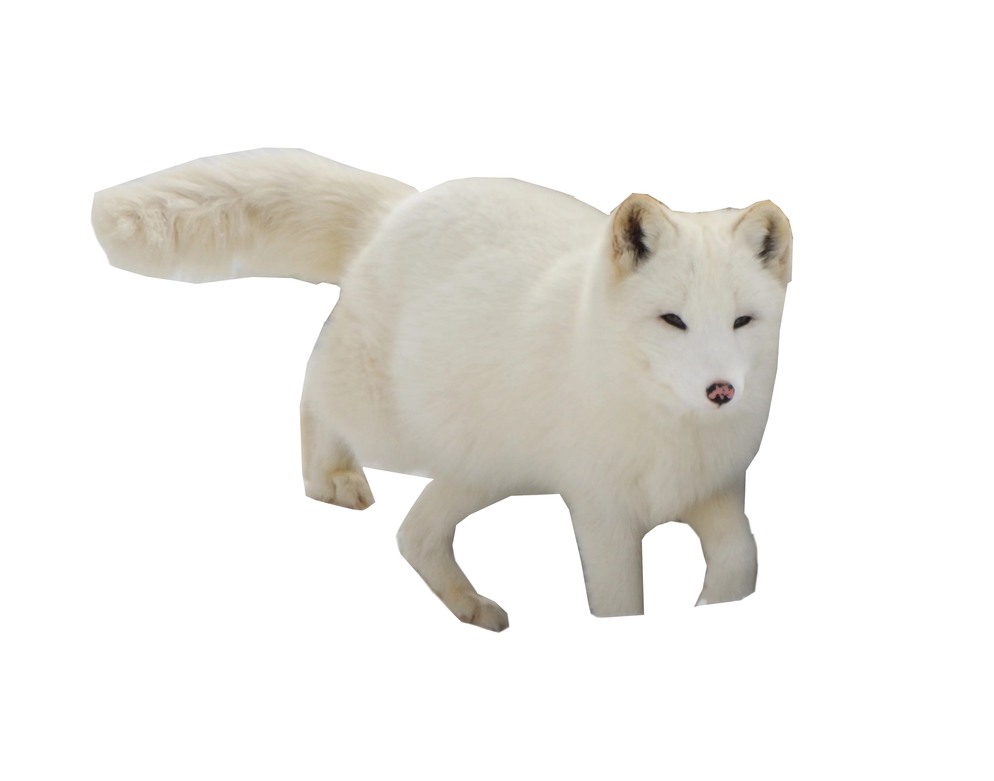 Arctic fox on a log, woodland setting, snowy forest png